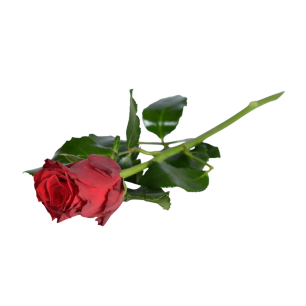 En röd ros ligger ner med gröna blad och en lång stjälk.